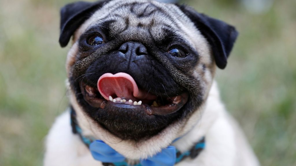 Pug dog