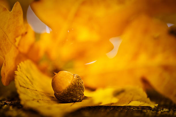 acorn representing new growth in financial planning